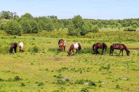 Beautiful panorama of grazing horses on a green meadow in summerの写真素材