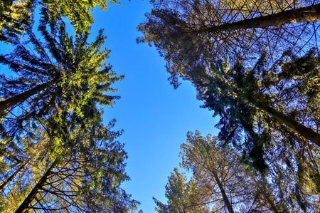 Beautiful view into a dense green forest with bright sunlight casting deep shadow.の写真素材