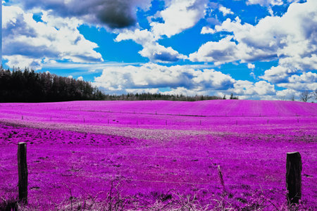 Colorful fantasy landscape in an asian purple infrared photo styleの写真素材