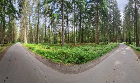 Beautiful view into a dense green forest with bright sunlight casting deep shadow.の写真素材