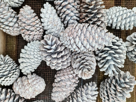 Background texture with selective focus on numerous pine conesの写真素材