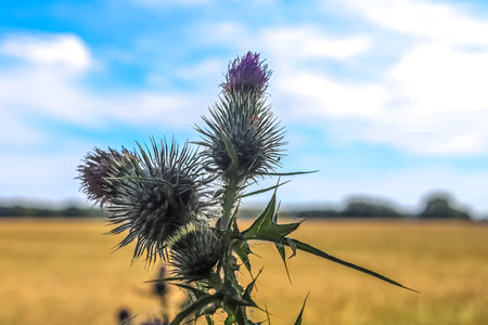 Beautiful thistle plants at the edge of a field in summer