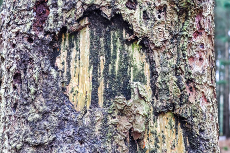 Close up view on very detailed tree bark texture in high resolutionの写真素材