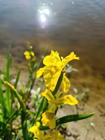 A yellow flower with the reflective water surface of a lake in the background
