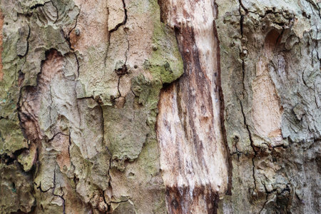 Close up view on very detailed tree bark texture in high resolution
