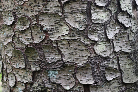 Close up view on very detailed tree bark texture in high resolution