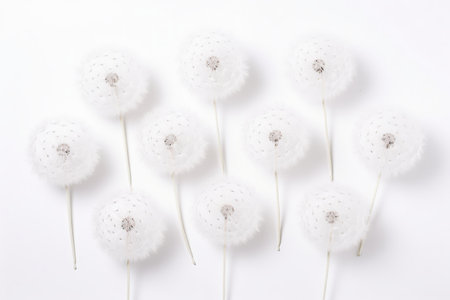 A collection of separated Dandelion blowballs isolated on a white backgroundの素材