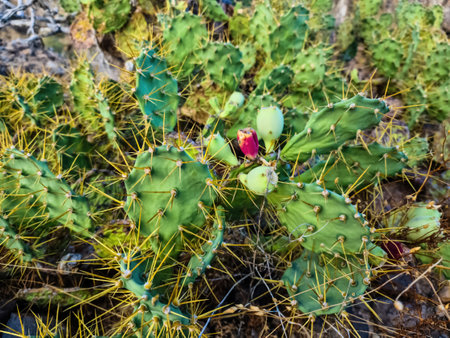 A beautiful large cactus in the sun of Tenerifeの写真素材