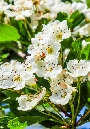 Beautiful cherry and plum trees in blossom during springtime with colorful flowers.の写真素材