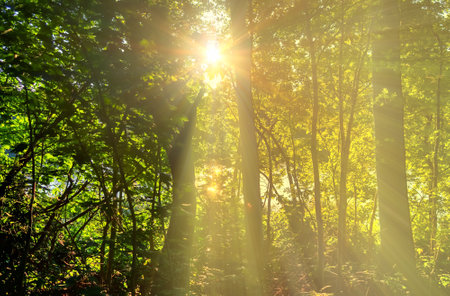 Beautiful view into a dense green forest with bright sunlight casting deep shadow.の写真素材