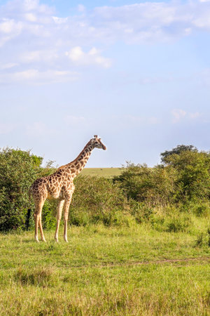 Beautiful giraffe in the wild nature of the savannah Africaの写真素材