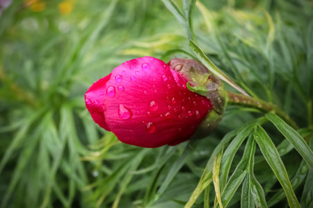 Pink flower with drops of water on itの写真素材