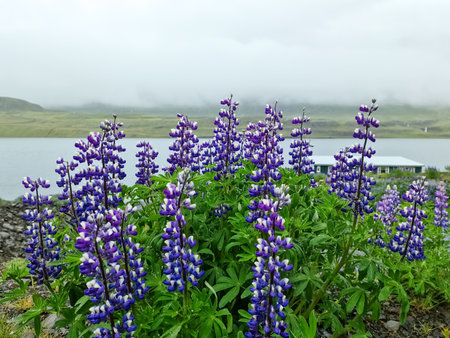 Purple lupines flourish near a serene lake under a cloudy skyの写真素材