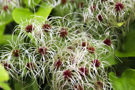 Close-up of clematis vitalba seed heads, also known as old man's beard, showcasing its unique...
