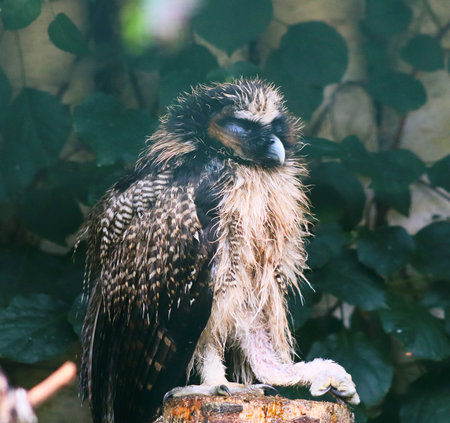 Brown and white wet owl resting on a tree trunk with closed eyes, in a zoo or a rehabilitation...