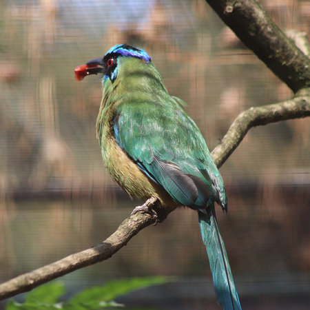 Colorful blue crowned motmot, also known as momotus momota, perched on a branch holding a red berry in its beakの写真素材
