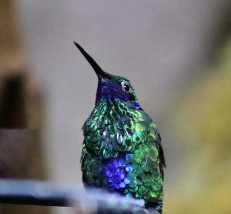Vibrant green crowned brilliant hummingbird perches, its iridescent plumage gleaming as it looks upwardの写真素材