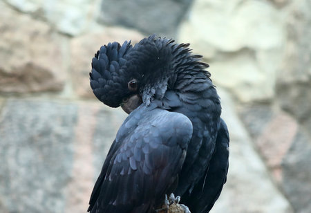 Black palm cockatoo preening its dark plumage while perched on a branch, showcasing its unique crest and beakの写真素材