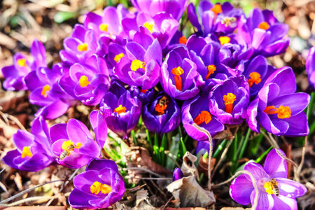 Honey bees collecting pollen and nectar from blooming purple crocus flowers, signaling the arrival of spring and renewalの写真素材