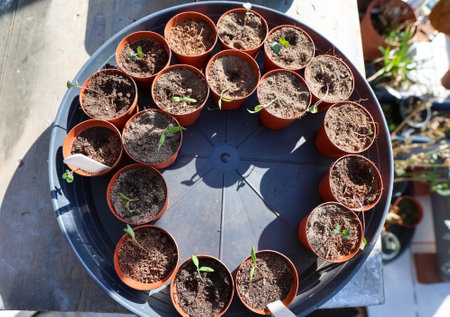 Small seedlings growing in pots, arranged in a circle on a tray, symbolize new life and the...