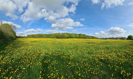 Scenic view of a vast dandelion field stretching under a blue sky dotted with fluffy white clouds,...