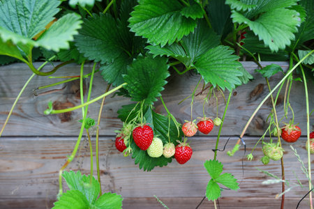 Close up of ripe and unripe strawberries hanging from a strawberry plant growing on a wooden raised garden bedの写真素材