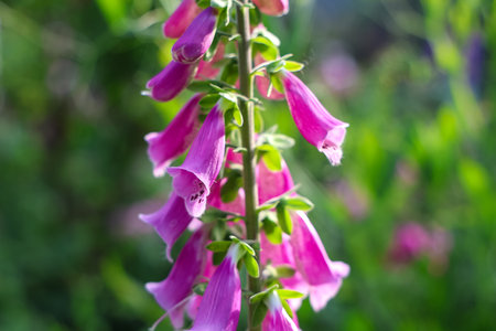 Close up of vibrant purple foxglove blossoms, showcasing their delicate beauty and adding a touch of...