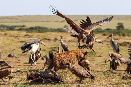 Hyena and vultures scavenging over a carcass in the African savannah, showcasing the fierce competition for survival in nature's ecosystemの写真素材
