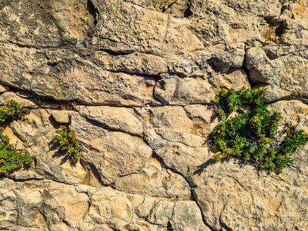 Small green plants growing on a cracked rock surface, creating a contrast between life and inanimate matterの写真素材