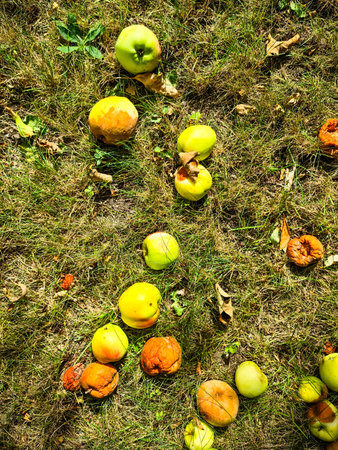 Ripe and rotten apples scattered on the grass in an orchard, basking in the warm sunlight of a beautiful summer dayの写真素材