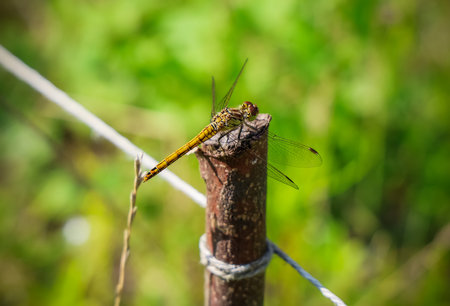 Yellow dragonfly resting on a wooden pole, showcasing intricate wings against a blurred green background filled with summer foliageの写真素材