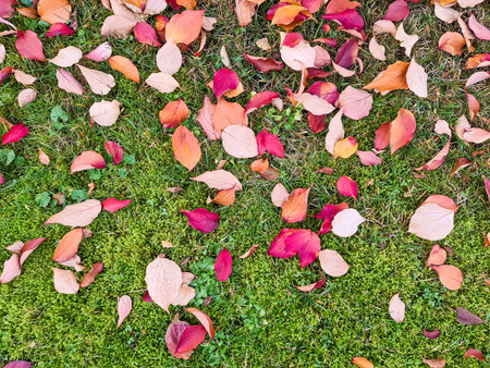 Colorful autumn leaves scattering on a lush green lawn, creating a beautiful seasonal fall backgroundの写真素材