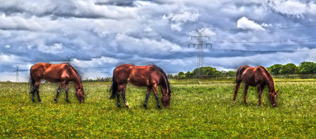 Three brown horses grazing peacefully on a green meadow with small yellow wildflowers, under a dramatic cloudy sky and high voltage power lines running across the rural landscapeの写真素材