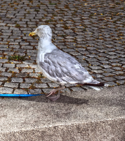 Seagull walking on a stone curb beside a cobblestone street, searching for food in a sunny urban waterfront setting, side view showing gray and white feathersの写真素材