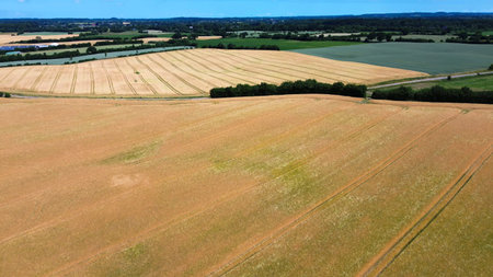Aerial view showing golden rye fields and green crops in rural Schleswig Holstein