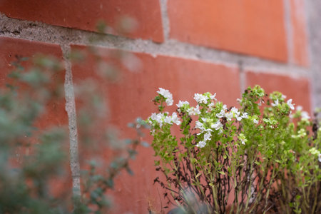 aromatic plant with white flower with unfocused aromatics in the foregroundの写真素材