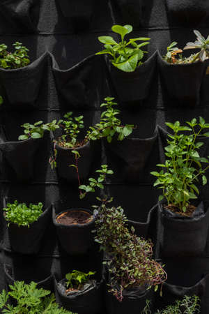 vertical spice garden aromatic plant garden