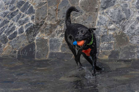 Black dog with red ball playing in water fountainの写真素材