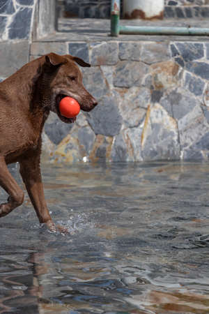 chocolate-colored dog sunbathing in water fountain with red ball in mouthの写真素材