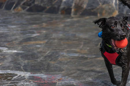 Stray dog with collar playing in public park water fountain in Medellin