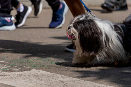 dog with a lot of hair with tongue out walking in the street on a leashの写真素材