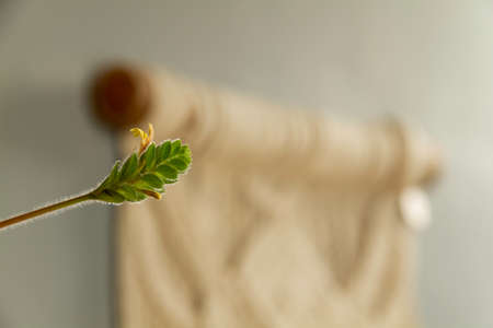 Focused plant with unfocused macrame tapestry in the background