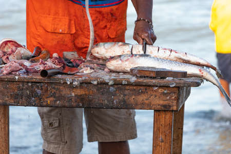 Fisherman preparing fish to sell on the Colombian beachの写真素材