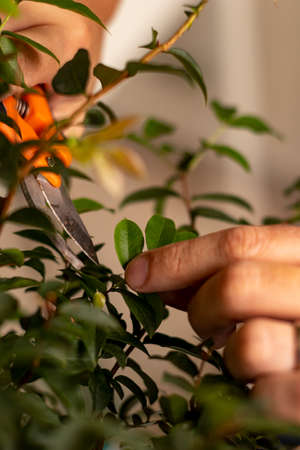 Man taking care of the environment and a plant with pruning shears
