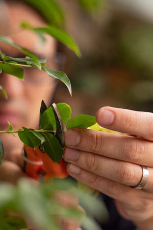 Detail of bonsai pruning shears cutting branch leaf by latin manの写真素材