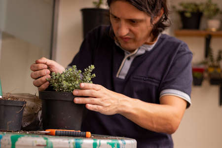 Man's hands with soil to plant succulent in pot and latin man out of focus