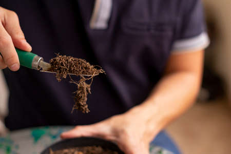 Man's hand with shovel removing soil from the pot to plant succulent that is out of focusの写真素材