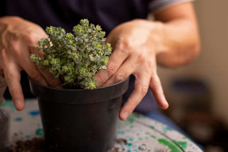 Man hands holding succulent to plant it in garden indoors