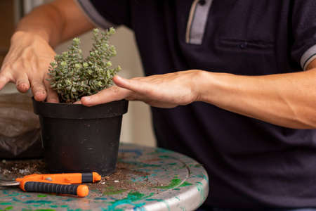 Man's hands with soil to plant succulent in potの写真素材