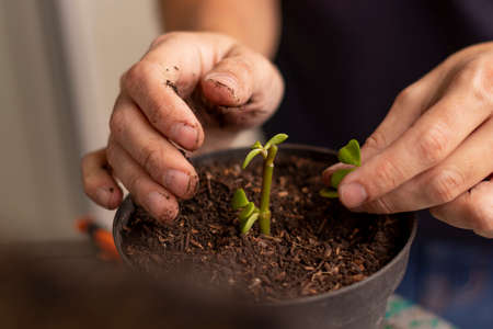 Detail shot of man's hands planting plant in fertilized soil in pot